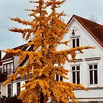Zentrales Und Sehr Ruhiges Im Beliebtesten Bremer Viertel